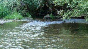 Футаж красивая лесная речка