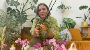 КАК УХАЖИВАТЬ ЗА ОРХИДЕЯМИ