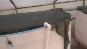 кормление сома клариевого мороженным фаршем