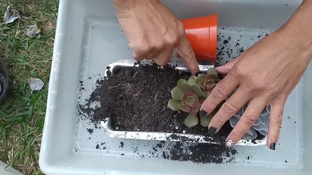 Suculentas plantadas em alumínio, IMPOSSÍVEL não pegar 🥰💚 смотреть онлайн