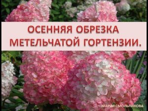 Осенняя обрезка метельчатой гортензии.