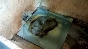 НЕ для СЛАБОНЕРВНЫХ! кремация кошки Бабушки  2 июля 2021