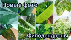 Новые #фото ? #ФИЛОДЕНДРОНЫ ?Такие разные и яркие!?Гигантум?Бурле Макс?Биркин и др #цветы #раст