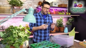 КАК И КОГДА СЕЯТЬ ЦИННИИ