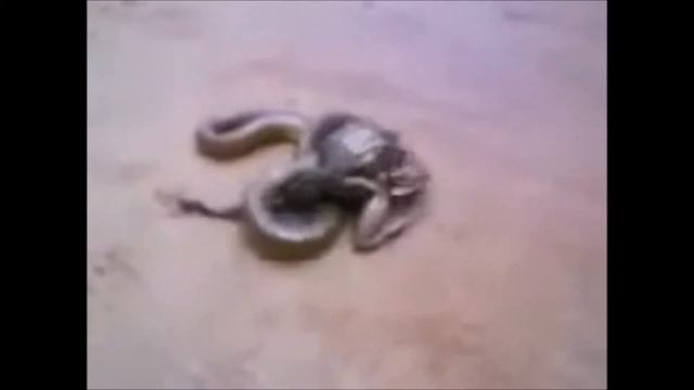 жаба качок смотреть онлайн