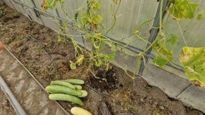 Досрочно сняла урожай 🍅 освободила теплицу. Новое применение фруктовницы. Придумал себе помощника