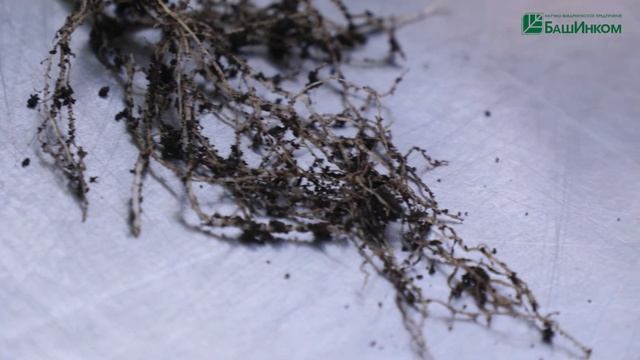 Огурцы и томаты с Кормилицей Микоризой для корней Универсальной
