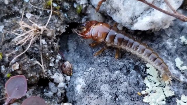 Alien Insect Hunts For Food | Carabidae Larva | This is what inspires SciFi monsters смотреть онлайн