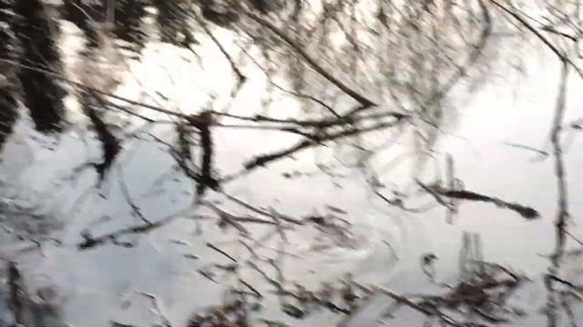 Лягушки в пруду смотреть онлайн