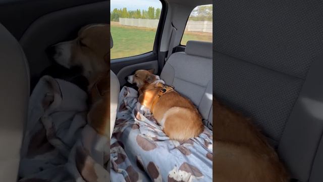 Corgi commute смотреть онлайн