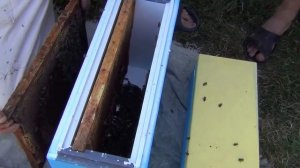 Подсадка маток ИО 2 часть  Replanting Queen bees IO part 2