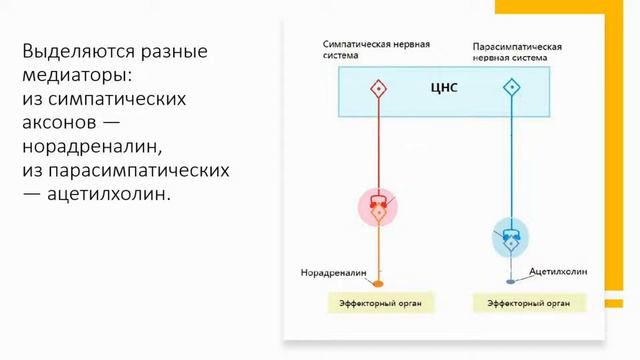 Нервная система. Тема 8. Общий план строения и функции автономной нервной системы