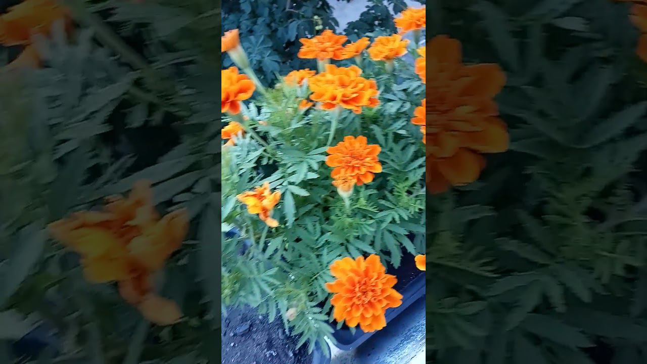 Вырастили из семян красоту. #цветы #самара #лето2024