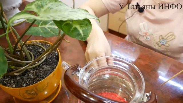 ✔️ Сок АЛОЭ - это мощный биостимулятор роста комнатных цветов / Сок алоэ для комнатных растений смотреть онлайн