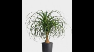 Бокарнея  - декоративное комнатное растение