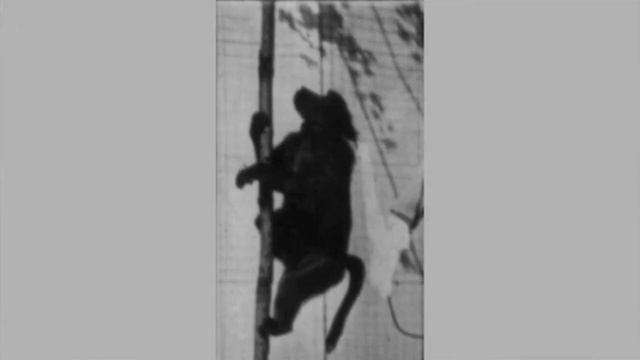 "Бабуин взбираетса на пальму" ( англ. Baboon Climbing a Pole ) [1887] смотреть онлайн