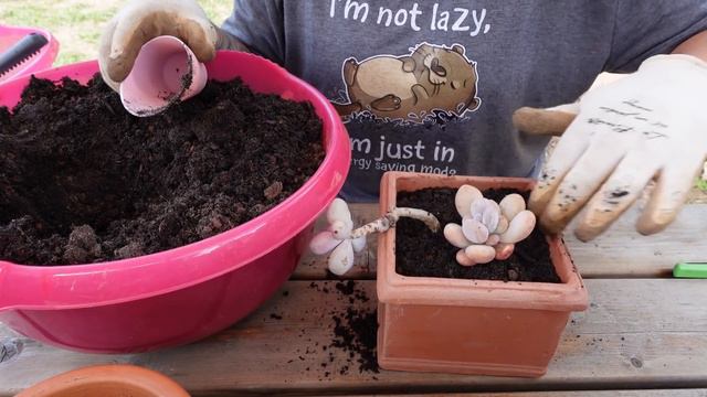 🌵#succulentscare #9 | #pachyphytum #graptopetalum #pachyveria et Perçage de pots en plastique... смотреть онлайн