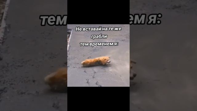 Встал на те же Грабли #fyp #memes #funny #хочуврек #meme #рекомендации