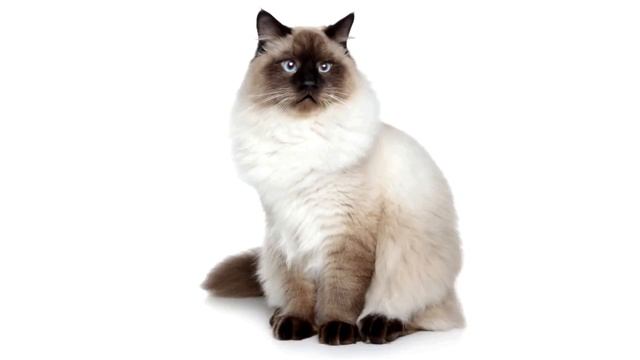 Коты поют песню 《Толстый кот》 смотреть онлайн