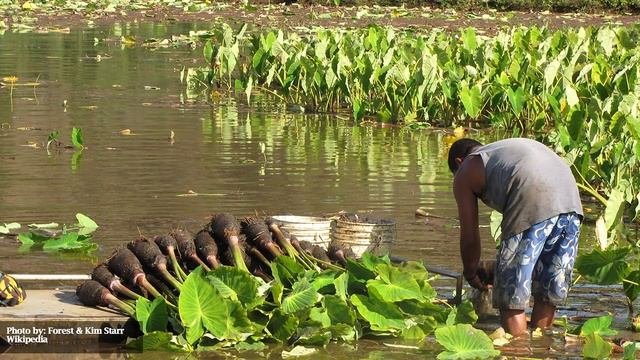 How To Grow Elephant Ears (Colocasia)