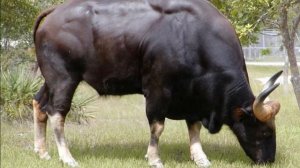 Откорм бычков на мясо на зеленых кормах | Мясное скотоводство | Откорм КРС на мясо | Быки