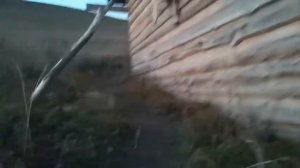 Лук на зелень. Закончил посадку озимого лука для выгонки зелёного пера весной