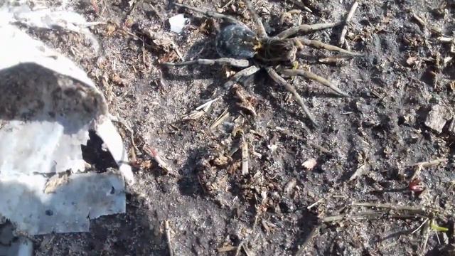 Очень опасный,ядовитый паук. смотреть онлайн