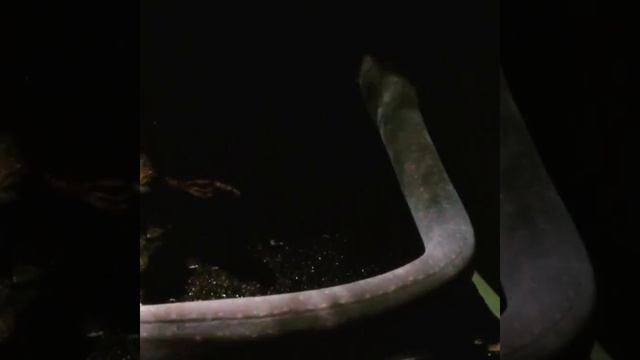 Интересным в структуре электрических угрей являются электрические органы, смотреть онлайн