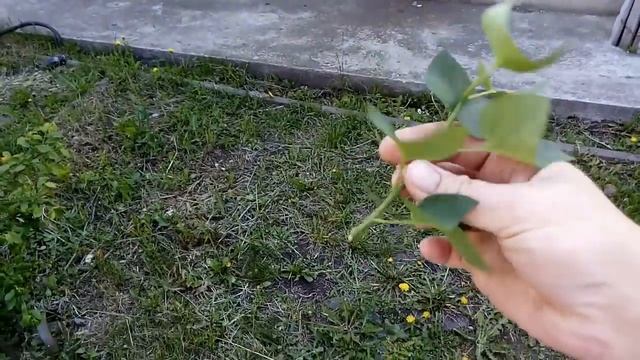 Сирень. Размножение культурных сортов
