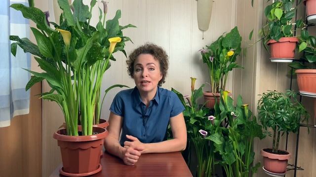 КАЛЛА не цветёт. Почему не цветет Калла в домашних условиях.