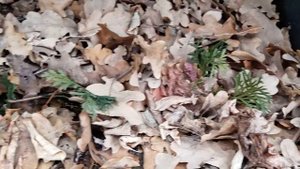 Укрытие молодых саженцев на зиму. Ноябрь 2021 г.