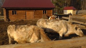 Содержание коров. Советы из хозяйства "Березино".