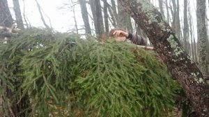 1 час природы Строительство укрытия для кустарников в лесу