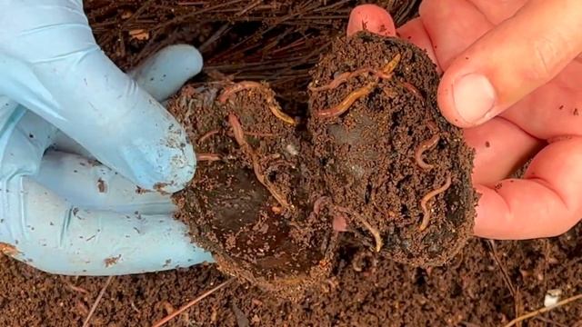 How Long Can A Worm Bin Go Without Feeding? | Vermicompost Worm Farm смотреть онлайн