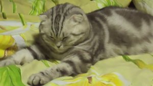 Кот заснул Я ржал минут 10))