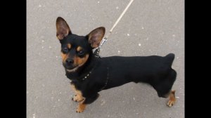 Мини той терьер (Собака). -_-