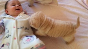 Щенки Шарпея и ребёнок