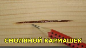 Пороки древесины