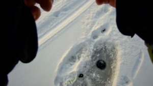 Раздача окуня в черте города. Первый зимний выход на рыбалку по льду