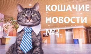 Кошачие новости №2