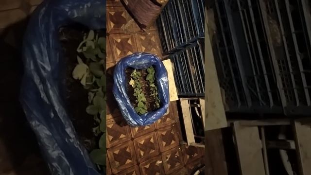 Приехала рассада клубники сорта Мурано, для высадки в теплице в феврале в Московской области! смотреть онлайн