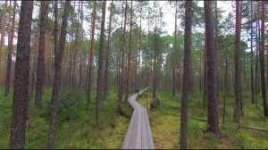 Керженский заповедник  Экотропа  FHD