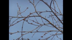 Чаркабож Ижемского района Республики Коми