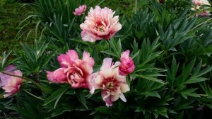 Ито гибрид. Джулия Роуз