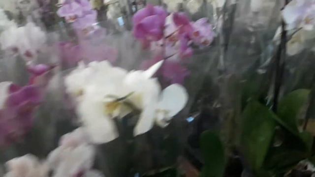 Завоз орхидей в городе Севастополе смотреть онлайн