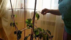 Ну, что...будем резать! Пассифлора, черенкование. Маракуйя,