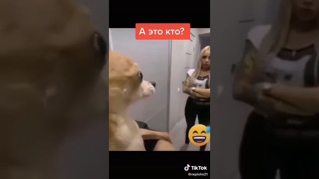 Смотри какая обезьяна. Видео из TikTok!!!!