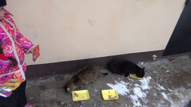 Моника кормит бездомных кошек. Ролик для детей. смотреть онлайн