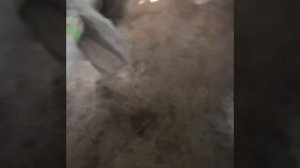 Тойота Харриер/Toyota Harrier