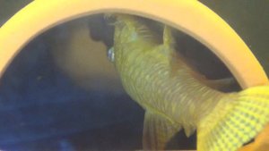 Уникально!!!!Мальки анциструсов от икры до взрослой особи за 7 минут!!!